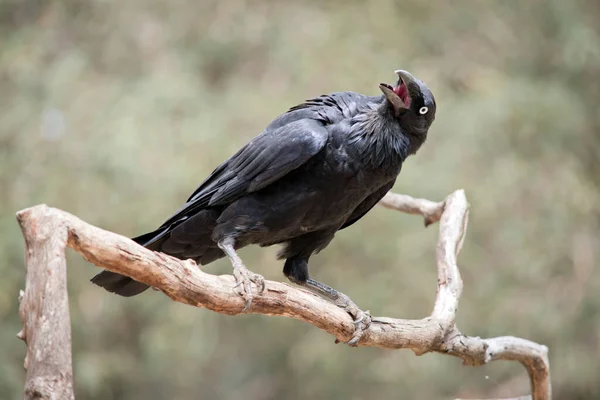 Corbeau Est Oiseau Noir Avec Oeil Blanc — Photo