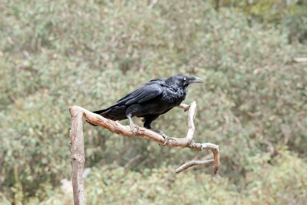 Der Rabe Ist Ein Schwarzer Vogel Mit Einem Weißen Auge — Stockfoto