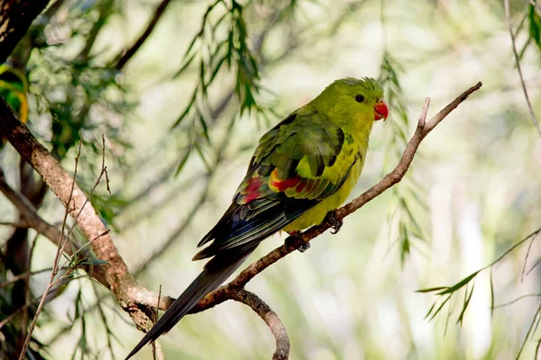 Regent Parrot Has Orange Beak Green Body Red Blue Its — Stock Photo, Image