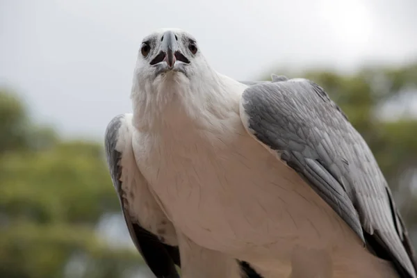 Close White Bellied Sea Eagle — Zdjęcie stockowe