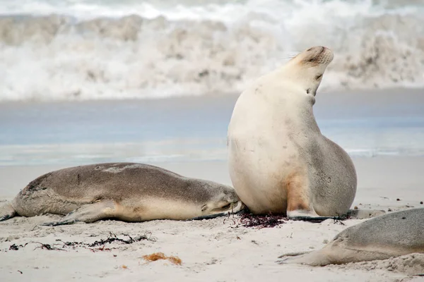 Seal Pup Feeding Its Mother While Laying Beach — ストック写真