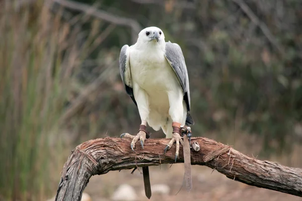 White Bellied Sea Eagle Also Known White Breasted Sea Eagle — Stock Photo, Image