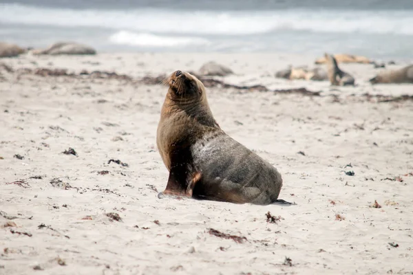 Erkek Deniz Aslanı Seal Bay Sahilinde Dinleniyor — Stok fotoğraf