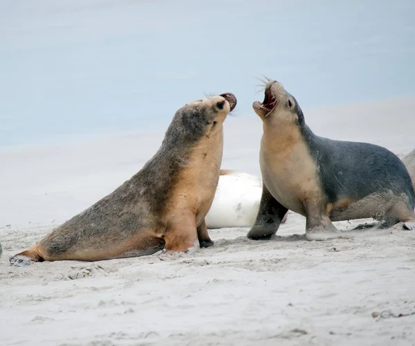 两只海狮幼崽在海滩上搏斗 — 图库照片