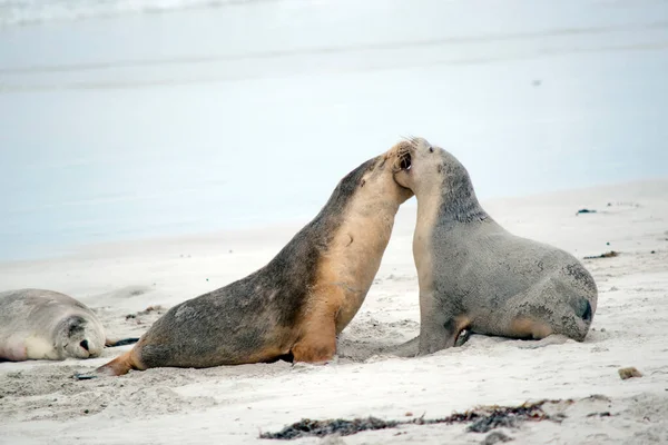 Los Dos Cachorros Lobos Marinos Están Luchando Playa — Foto de Stock