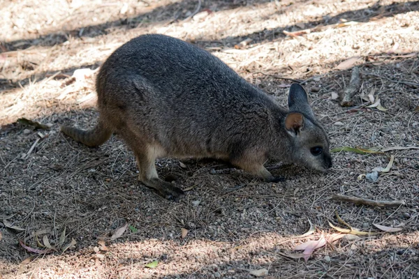 Esta Uma Vista Lateral Tammar Wallaby — Fotografia de Stock