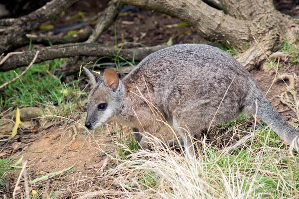 Tammar Wallaby Pequeno Marsupial Seu Corpo Principalmente Cinza Com Ombros — Fotografia de Stock