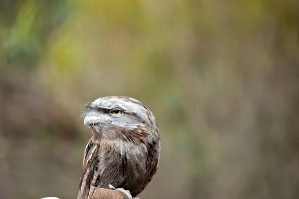Tawny Frogmouth Uses Its Coloring Blend Trees — Stock Photo, Image