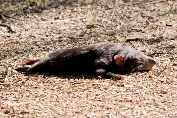 Tasmanian Devil Resting Sun — Stock Photo, Image