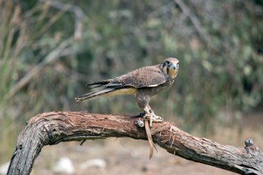 Kahverengi şahin bir ağaç dalına tünemiş.