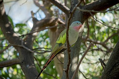 Prenses papağan bir ağaca tünemiş.