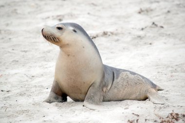 Deniz aslanı yavrusu altta beyaz, üstte gri.