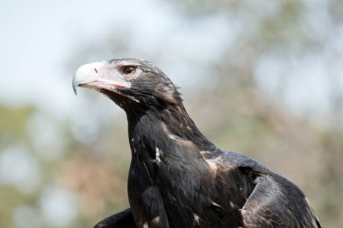 Bu Avustralya 'da bir kama kuyruklu kartalın yakın çekimi.