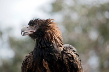 Kaz kuyruklu kartal, yaşlandıkça tüyleri simsiyah olan kahverengi bir kuştur. O büyük bir yırtıcı kuş..