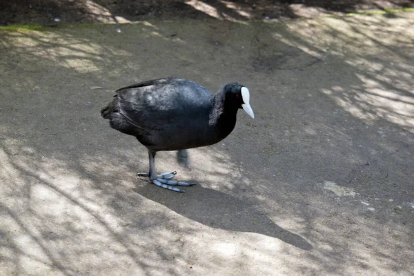 Coot Eurasiano Está Caminho Para Lago — Fotografia de Stock