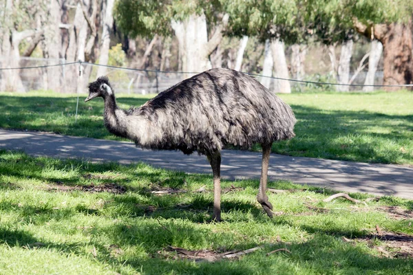 Emu Nejvyšší Pták Austrálii Nemůže Létat — Stock fotografie