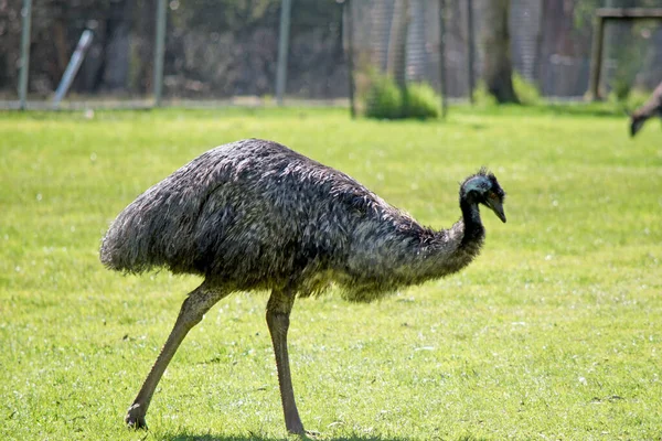 Emu Tallest Bird Australia Can Fly — Stock Photo, Image