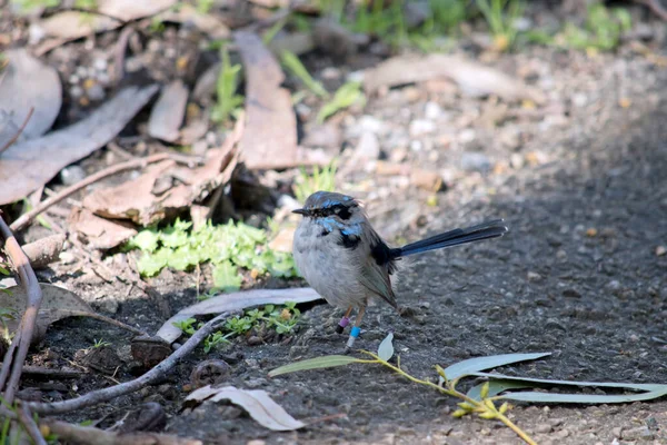 Superb Fairy Wren Garden — Stock Photo, Image