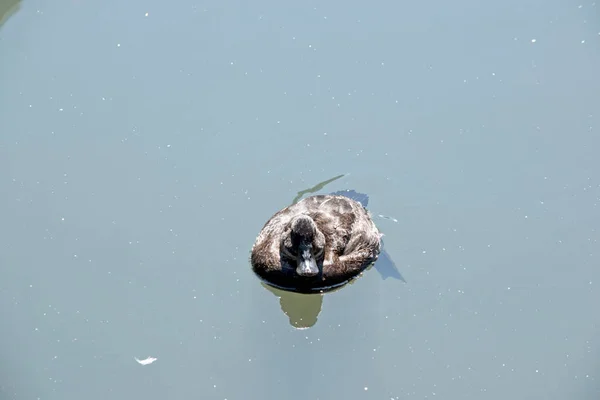 Das Ist Eine Harte Ente Die See Schwimmt — Stockfoto