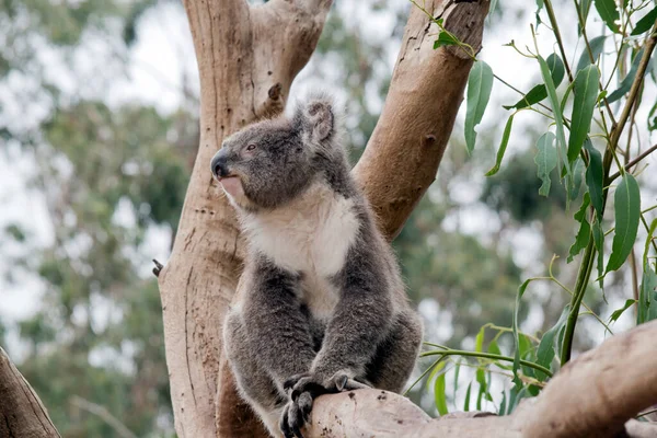 Koala Mainly Grey White Chest Fluffy White Ears Pink Bottom — Stockfoto