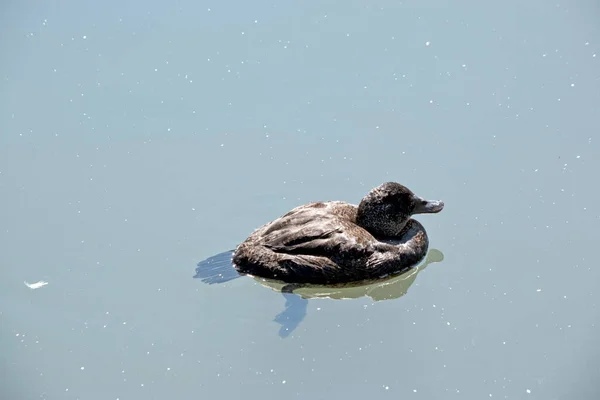 Hard Head Duck Swimming Lake — стоковое фото