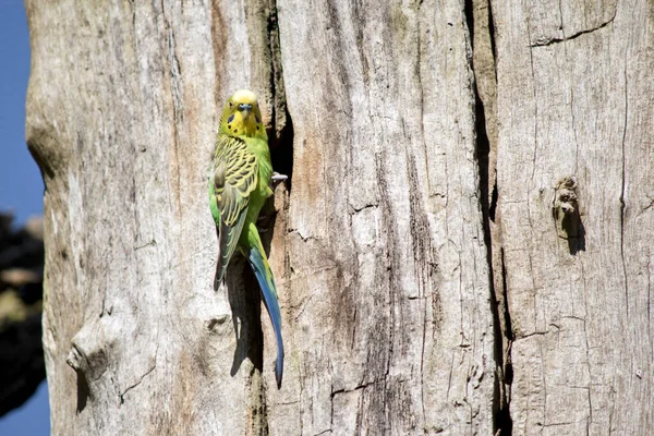 Parakeet Perched Hollow Tree — Stock Photo, Image