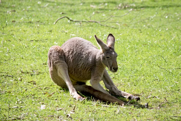 Kırmızı Kanguru Büyük Keseli Kangurudur — Stok fotoğraf