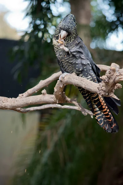 Cacatúa Negra Cola Roja Está Posada Sobre Árbol Comiendo —  Fotos de Stock