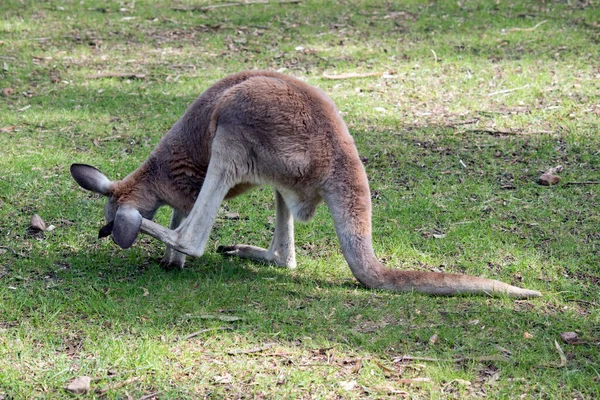 Rode Kangoeroe Krabt Aan Zijn Oor — Stockfoto