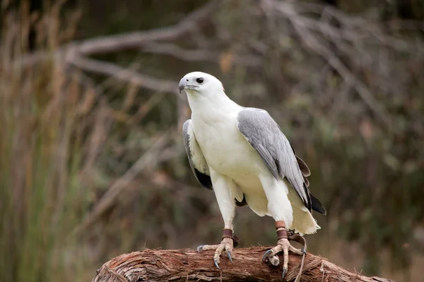 White Bellied Sea Eagle Also Known White Breasted Sea Eagle — Foto Stock