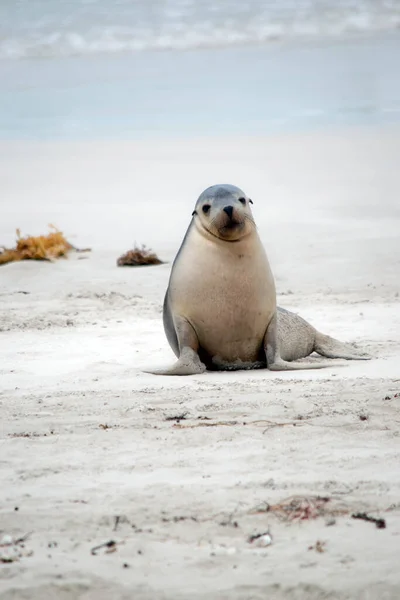 Sea Lion Pup Looking His Mother Return Fishing — Stock Photo, Image