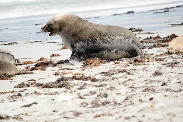 Male Sea Lion Has Covered Himself Sand Keep Warm — Stock Photo, Image