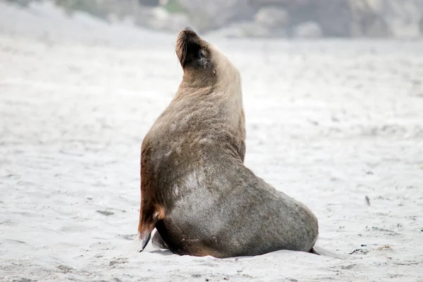 Αυτό Είναι Ένα Αρσενικό Θαλάσσιο Λιοντάρι Στην Άμμο Στο Seal — Φωτογραφία Αρχείου
