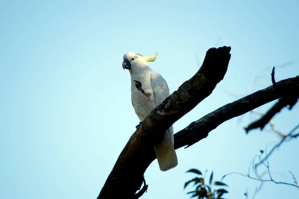 Cacatua Crestato Zolfo Uccello Bianco Con Una Cresta Gialla — Foto Stock