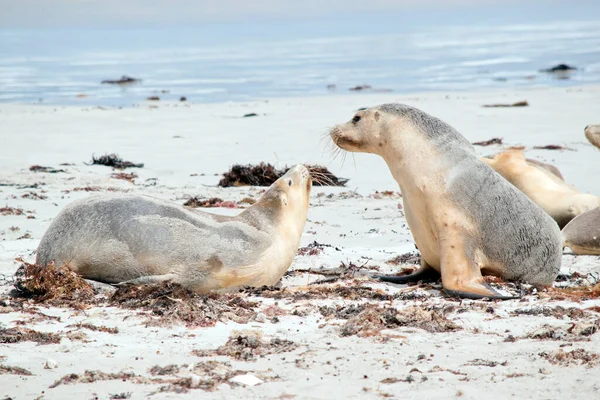 Two Sea Lion Pups Playing Beach — Stock Photo, Image