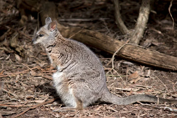 Dies Ist Eine Seitenansicht Eines Tamar Wallabys — Stockfoto