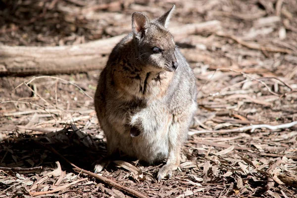 Tammar Wallaby Has Joey Her Pouch — Stock Photo, Image