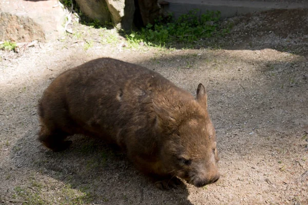 Wombat Een Buideldier Dat Overdag Holen Onder Grond Leeft — Stockfoto