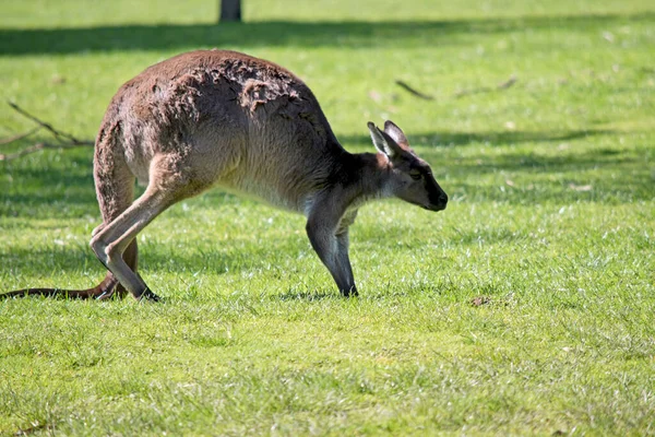 Side View Western Kangaroo Walking — Stock Photo, Image