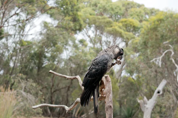 Carnaby Black Cockatoo Een Grote Saaie Zwarte Kaketoe Met Een — Stockfoto