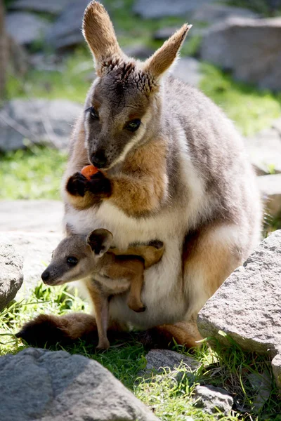 Yellow Footed Rock Wallaby Grey Fawn Grey Light Coloured Black — Stock Photo, Image