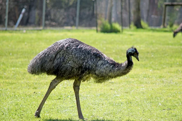 Emu Tallest Bird Australia Can Fly Royalty Free Stock Images