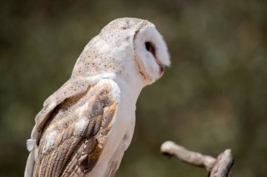 Bu bir peçeli baykuş yan görünümüdür
