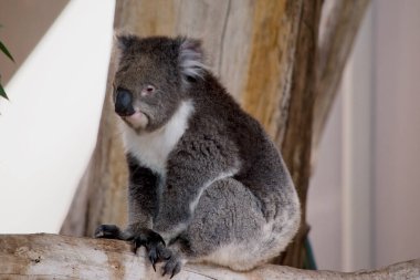 Koala bir dalda oturuyor.
