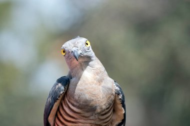 Bu Pasifik bazasının tehlike alarmındaki yakın çekimi.