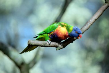 Gökkuşağı lorisi ağaçta şarkı söylüyor.
