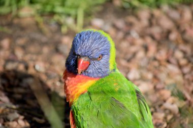 Gökkuşağı Lori yakın bu