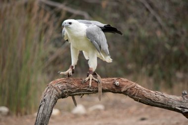 Beyaz karınlı deniz kartalı aynı zamanda beyaz göğüslü deniz kartalı olarak da bilinir. Deniz kartalının beyaz bir vücudu ve gri kanatları vardır.