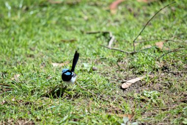 Süper peri açık mavi bir başlık, kulak tutamları ve yanaklar; siyah bir göz çizgisi; koyu mavi-siyah boğaz; kahverengi kanatlar ve beyaz göğüs ve göbek. Yetişkin erkeğin gagası siyah, bacakları kahverengi.