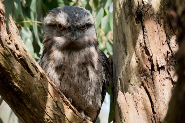 Tawny Frogmouth bir ağacın çatalına tünemiş.